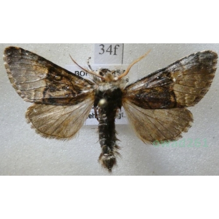 Colocasia coryli (Linnaeus, 1758) Połacica leszczynówka Czech34f